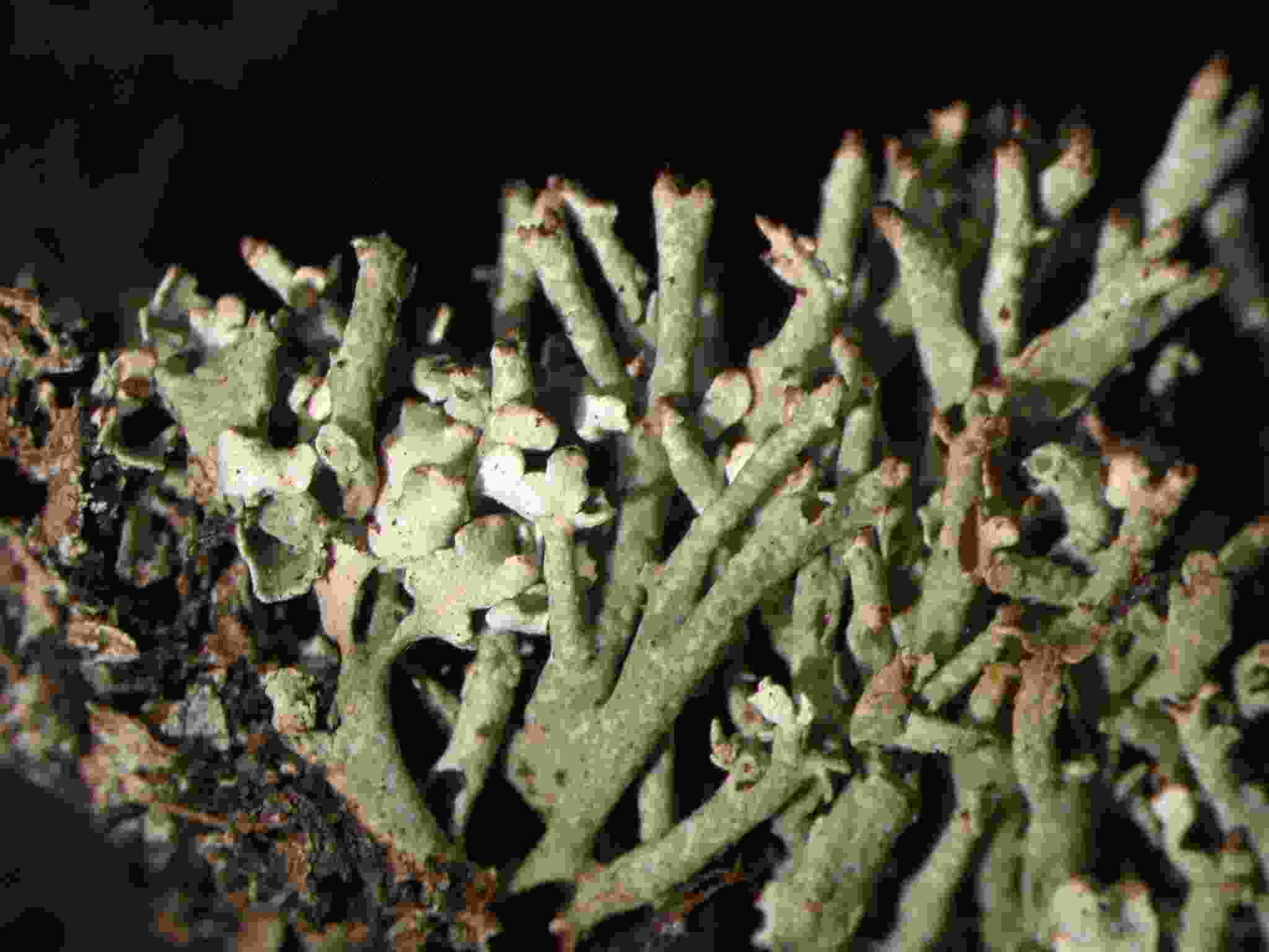 [Cladonia friabilis]